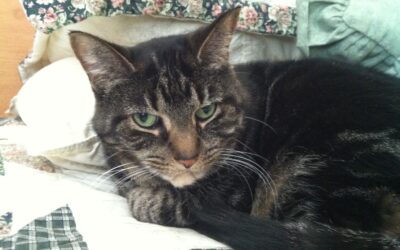 From feral kitten to cherished senior cat: Sadie’s story