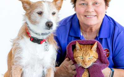 Cat first aid: How to know if your cat is in distress, respond to those situations, and prepare for emergencies