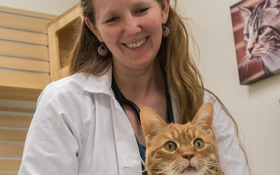 Cat kidney disease: Symptoms, causes, and treatments every owner should know