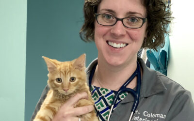 Retroviruses in kittens: What every cat parent should know